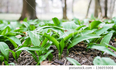 Close-up of fresh wild garlic ramsons leaves growing in forest soil. Natural spring herb, edible green plant, healthy organic food concept, woodland nature background Close-up of fresh wild garlic ramsons leaves growing in forest soil. Natural spring herb, edible green plant, healthy organic food concept, woodland nature background 136055008