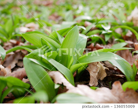 Fresh wild garlic leaves growing in forest soil among dry leaves. Natural spring herb, organic food, foraging and healthy green plant background Fresh wild garlic leaves growing in forest soil among dry leaves. Natural spring herb, organic food, foraging and healthy green plant background 136055009