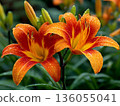 Blooming garden daylilies presenting vibrant orange-yellow petals glistening with raindrops, highlighting delicate floral details under soft natural light 136055041