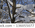 Winter forest, trees covered with fresh snow after snow falling. 136055077