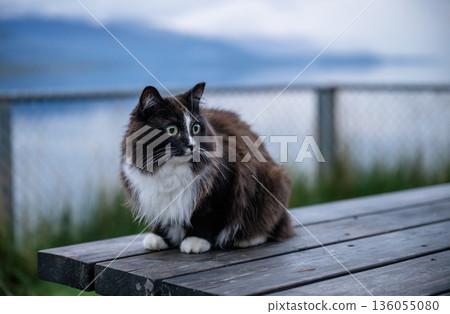 Black and white domestic cat sitting on wooden bench outdoors with lake background 136055080