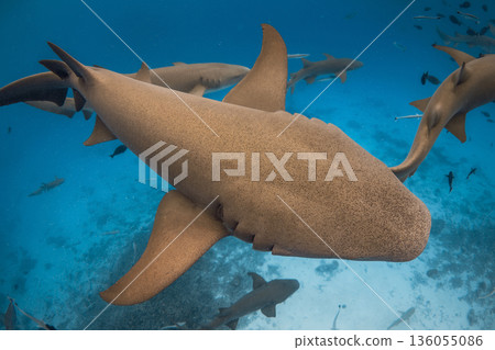 Close up nurse shark in tropical sea. Swimming with sharks Close up nurse shark in tropical sea. Swimming with sharks 136055086