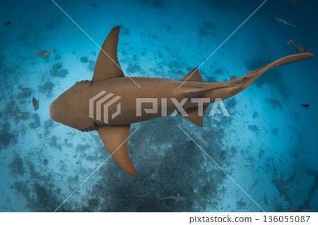 Nurse shark swims underwater in blue sea at Maldives. Nurse shark swims underwater in blue sea at Maldives. 136055087