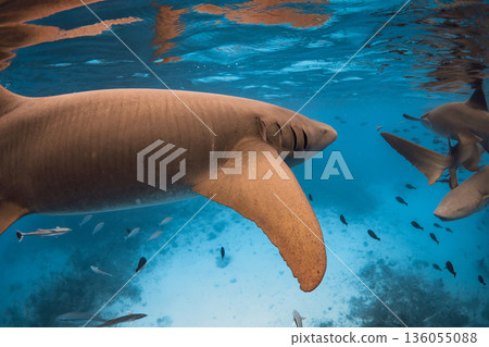 Nurse shark swims close up underwater in blue sea Nurse shark swims close up underwater in blue sea 136055088