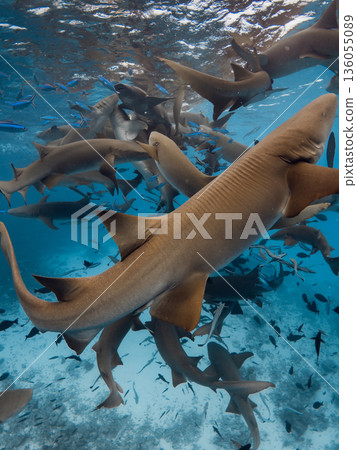Underwater sea with a lot of nurse sharks on deep 136055089