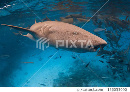 Close up nurse shark in tropical sea Close up nurse shark in tropical sea 136055090