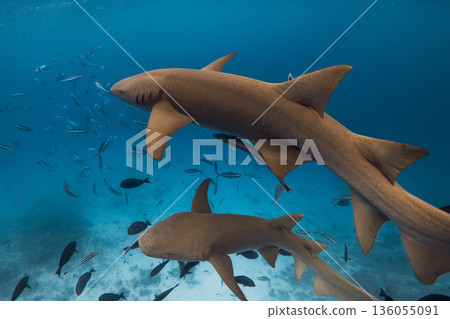 Nurse sharks swimming underwater in blue ocean. Nurse sharks swimming underwater in blue ocean. 136055091