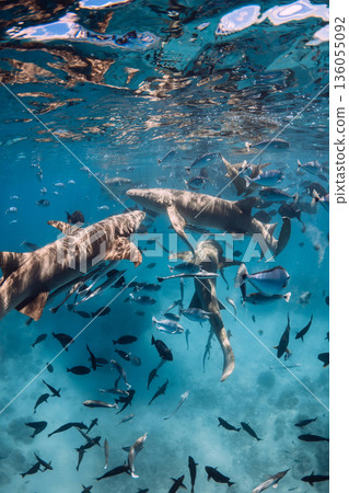 Nurse shark in blue sea, sunny day. Swimming with sharks Nurse shark in blue sea, sunny day. Swimming with sharks 136055092