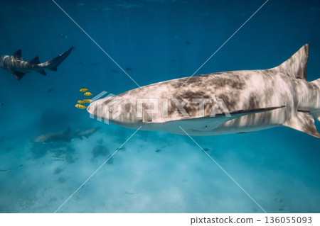 Shark underwater with tropical fishes in blue sea with sun light. Shark underwater with tropical fishes in blue sea with sun light. 136055093