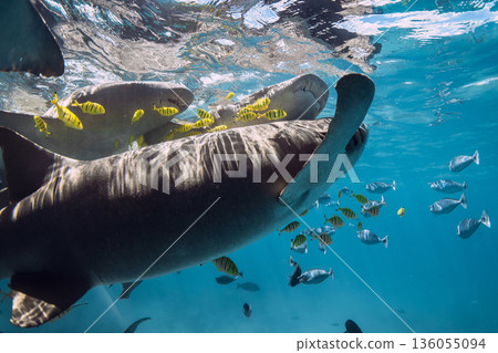 Tropical fish swims with nurse sharks underwater. 136055094