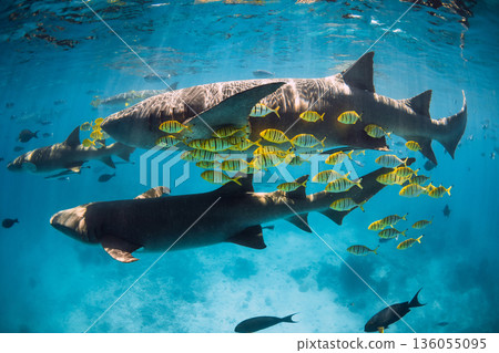 Sharks swims with fishes in turquoise tropical sea. Nurse sharks underwater in transparent ocean Sharks swims with fishes in turquoise tropical sea. Nurse sharks underwater in transparent ocean 136055095