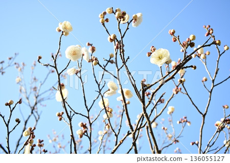 White plum shining in the blue sky 136055127