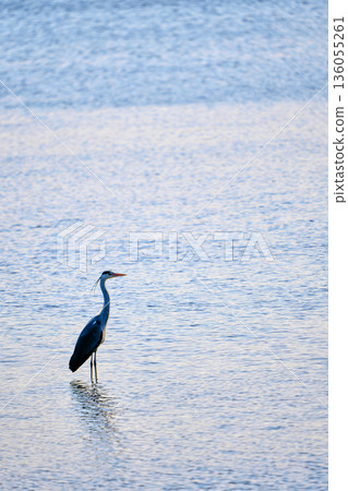 Heron aiming for prey 136055261