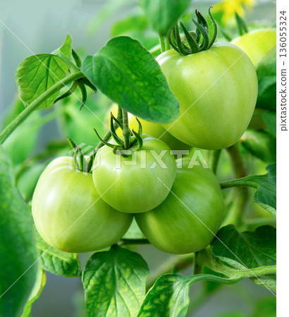 Green tomatoes.  Bunch of green tomatoes on a bush. 136055324