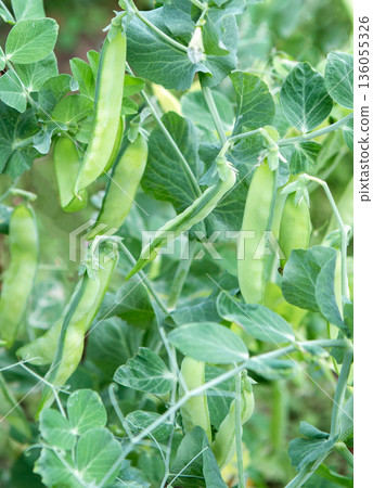 Green pea pods on a pea plants in a garden. Green pea pods on a pea plants in a garden. 136055326