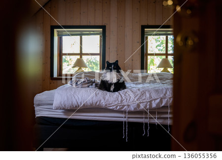 Cozy home interior with fluffy black and white cat sitting on unmade bed in wooden bedroom Cozy home interior with fluffy black and white cat sitting on unmade bed in wooden bedroom 136055356