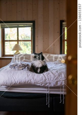 Cozy home interior with fluffy black and white cat sitting on unmade bed in wooden bedroom Cozy home interior with fluffy black and white cat sitting on unmade bed in wooden bedroom 136055357