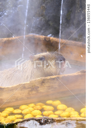 水豚泡溫泉 水豚泡溫泉 136055448