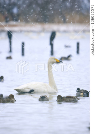 進入暴風雪河的天鵝 進入暴風雪河的天鵝 136055575