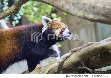 行走的小熊貓 136055627