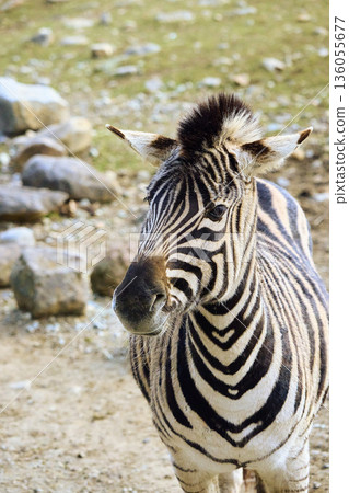 Zebra walking along the riverbank Zebra walking along the riverbank 136055677
