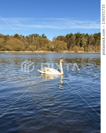 a young swan, not yet having changed its color to white, swims on the lake under the bright spring sun 136055735
