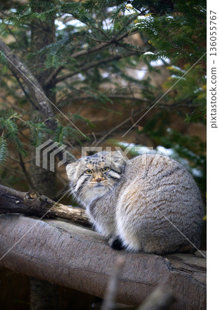 景觀與一隻貓 136055767