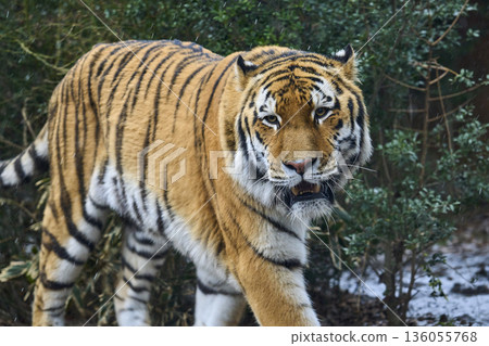 來勢洶洶的老虎 136055768