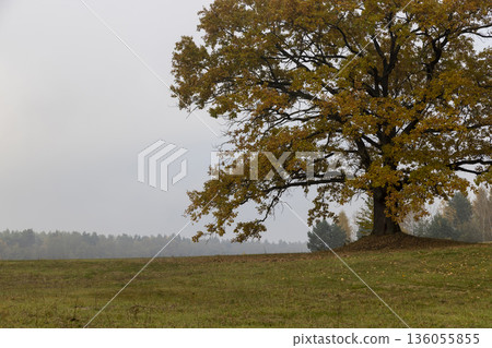 a lone oak growing next to the woods in the autumn season on a foggy morning, one oak with orange rusty foliage against a gray dreary sky 136055855