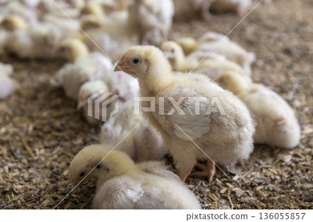 small yellow newly hatched chickens in a large poultry farm, a large number of young chickens 136055857