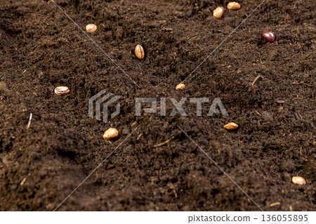 bean seeds scattered in the soil in the spring of the year, several bean seeds lie in the ground for planting and obtaining a new crop 136055895