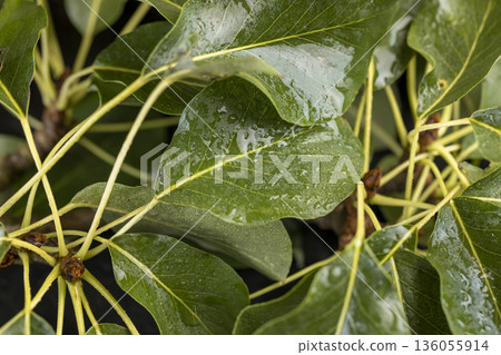 green foliage of the pear, a large number of green leaves of the pear tree and a ripe pear covered with drops of water with a red green peel green foliage of the pear, a large number of green leaves of the pear tree and a ripe pear covered with drops of water with a red green peel 136055914