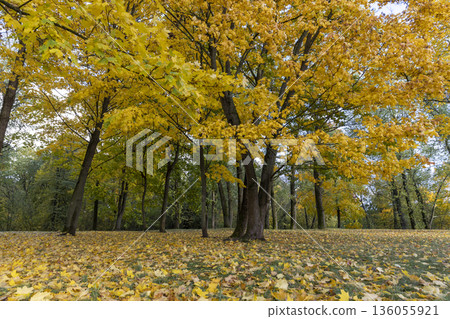 cloudy windy weather in the park in the autumn season, deciduous maple with yellow foliage due to strong wind and leaf fall in cloudy weather without sunlight cloudy windy weather in the park in the autumn season, deciduous maple with yellow foliage due to strong wind and leaf fall in cloudy weather without sunlight 136055921