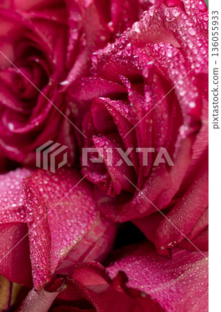 beautiful red roses in drops of water in a large bouquet lying on top of each other, several wet red fresh roses for arranging bouquets, close up beautiful red roses in drops of water in a large bouquet lying on top of each other, several wet red fresh roses for arranging bouquets, close up 136055933