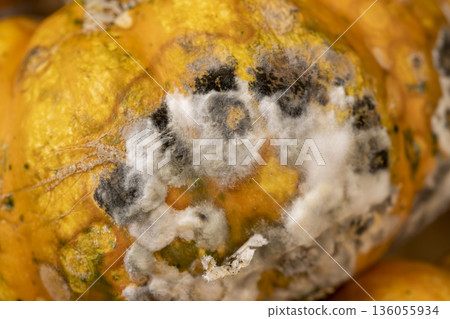yellow pumpkins covered with harmful dangerous mold, spoiled pumpkins that have begun to rot and become covered with mold yellow pumpkins covered with harmful dangerous mold, spoiled pumpkins that have begun to rot and become covered with mold 136055934