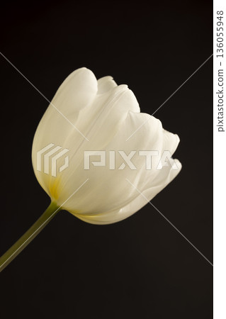 one tulip in spring on a black background, beautiful white flowers tulips collected in a gift bouquet for a holiday on a black background one tulip in spring on a black background, beautiful white flowers tulips collected in a gift bouquet for a holiday on a black background 136055948