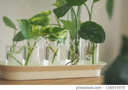 Green plants growing in glass tubes on a wooden table Green plants growing in glass tubes on a wooden table 136055970