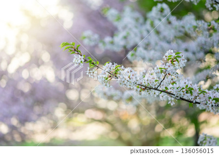 White cherry blossoms on branch with green leaves against blurred spring garden background 136056015