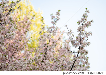 Branches of cherry tree covered with delicate pink and white blossoms under clear blue sky Branches of cherry tree covered with delicate pink and white blossoms under clear blue sky 136056021