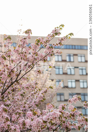 branches of blossoming cherry, sakura against the background of a modern building, spring in the city 136056061