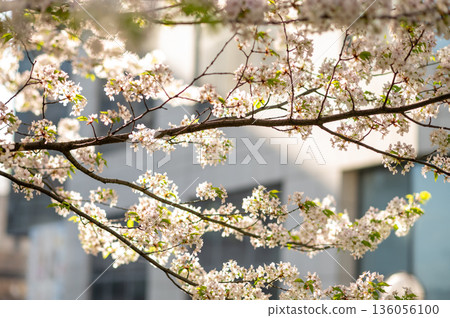 branch of blossoming cherry, sakura close-up against the background of a modern building, spring mood in the city branch of blossoming cherry, sakura close-up against the background of a modern building, spring mood in the city 136056100