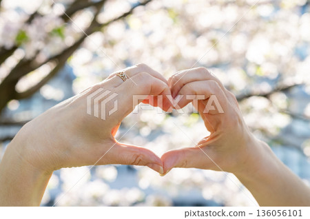 female palms folded in the shape of a heart against the background of flowering branches female palms folded in the shape of a heart against the background of flowering branches 136056101