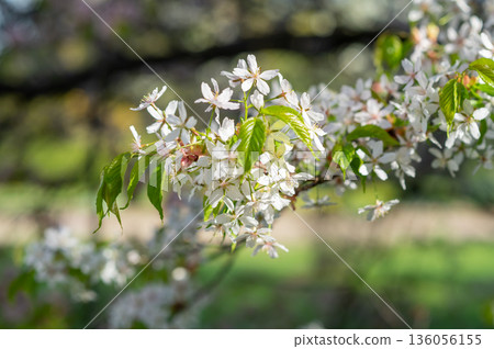 close-up of a branch of blossoming cherry, sakura with young leaves, blurred background, bokeh close-up of a branch of blossoming cherry, sakura with young leaves, blurred background, bokeh 136056155