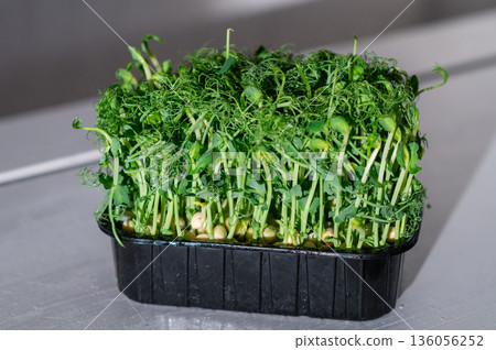Fresh pea microgreens in a black container on a light background. Vibrant green sprouts with delicate tendrils, rich in nutrients and perfect for healthy eating and organic cooking. 136056252