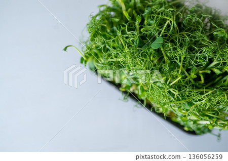 Fresh green pea microgreens in a black plastic tray on a light background. Healthy organic sprouts for salads, smoothies, and vegan meals. Macro close-up Fresh green pea microgreens in a black plastic tray on a light background. Healthy organic sprouts for salads, smoothies, and vegan meals. Macro close-up 136056259