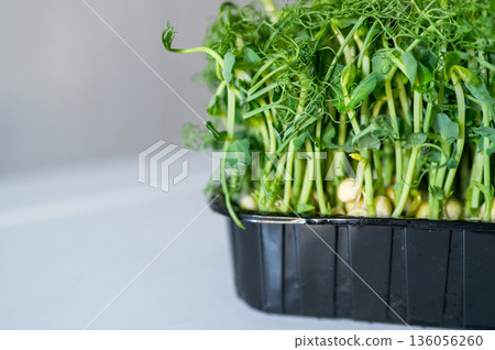 Fresh pea microgreens in a black container on a light background. Vibrant green sprouts with delicate tendrils, rich in nutrients and perfect for healthy eating and organic cooking Fresh pea microgreens in a black container on a light background. Vibrant green sprouts with delicate tendrils, rich in nutrients and perfect for healthy eating and organic cooking 136056260