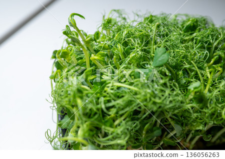 Fresh pea microgreens with dewdrops on delicate tendrils, placed on a light background. A vibrant and healthy ingredient rich in vitamins for salads, smoothies, and gourmet dishes. Fresh pea microgreens with dewdrops on delicate tendrils, placed on a light background. A vibrant and healthy ingredient rich in vitamins for salads, smoothies, and gourmet dishes. 136056263
