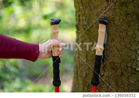 Female hand reaching for a walking pole leaning against a tree, symbolizing preparation for Nordic walking in nature 136056352