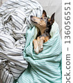funny spotted dog is wrapped in blanket, sleeping on bed, pet is frozen and hid under blanket. 136056551