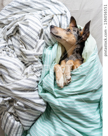 funny spotted dog is wrapped in blanket, sleeping on bed, pet is frozen and hid under blanket. 136056551